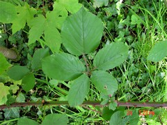 Rubus robiae