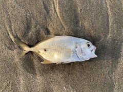 Caranx