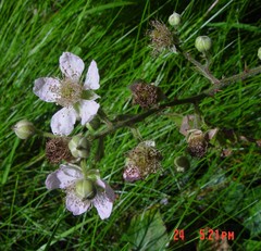 Rubus robiae
