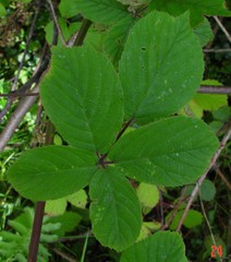 Rubus robiae