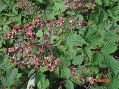Rubus lindleianus