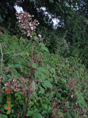 Rubus lindleianus