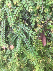 Phyllanthus cochinchinensis