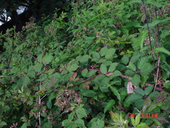 Rubus lindleianus