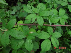 Rubus hylocharis