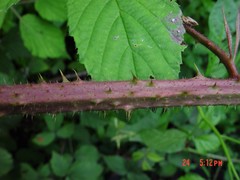 Rubus hylocharis