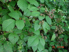 Rubus hylocharis