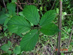 Rubus hylocharis