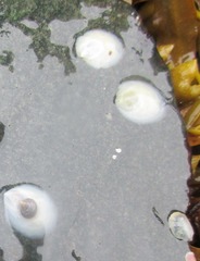 Crepidula plana
