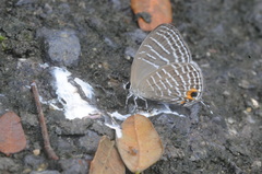 Jamides celeno aelianus