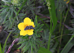 Diathrausta harlequinalis