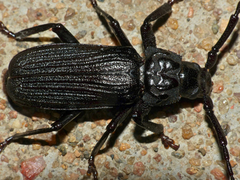 Aulacopus reticulatus
