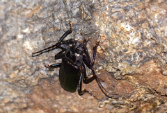 Aulacopus reticulatus