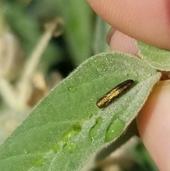 Agrilus lacustris