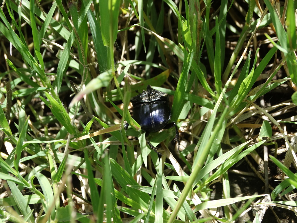 Burrowing Dung Beetles from San Sebastián Atlahapa, Tlax., México on ...