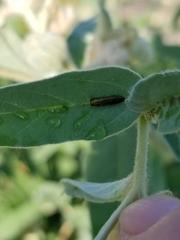 Agrilus lacustris