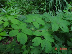 Rubus calvatus