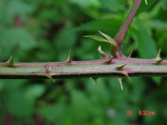 Rubus calvatus