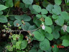 Rubus calvatus