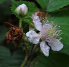 Rubus calvatus