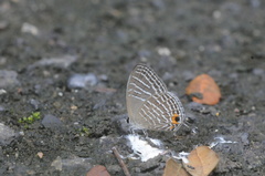 Jamides celeno aelianus