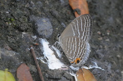 Jamides celeno aelianus