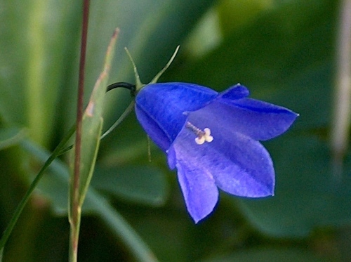 Campanula scheuchzeri Vill.