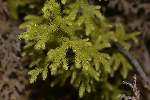 staghorn clubmoss
