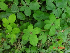 Rubus sciocharis