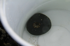 Testudinalia testudinalis