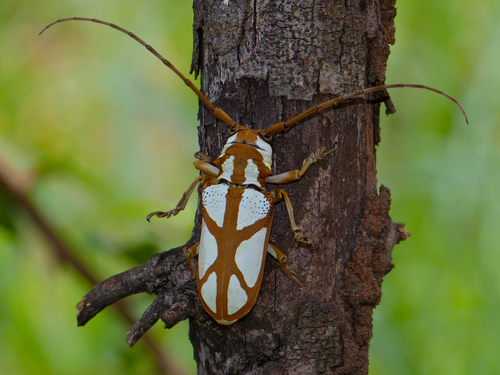 Prosopocera lactator