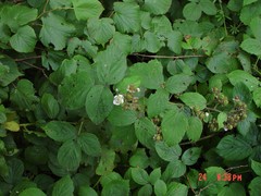 Rubus sciocharis