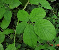 Rubus sciocharis
