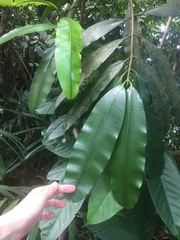 Calophyllum lanigerum