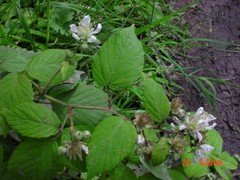 Rubus sciocharis