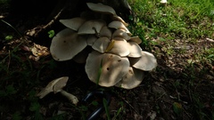 Macrocybe gigantea