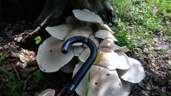 Macrocybe gigantea