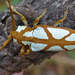 Turquoise Longhorn - Photo (c) Bernard DUPONT, some rights reserved (CC BY-SA)
