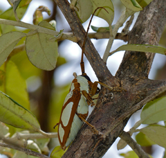 Prosopocera lactator