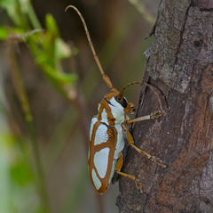 Prosopocera lactator