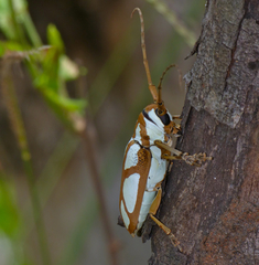 Prosopocera lactator