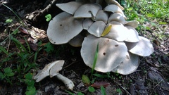 Macrocybe gigantea