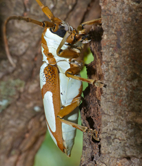 Prosopocera lactator