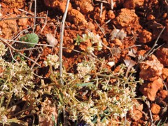 Reseda phyteuma