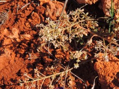 Reseda phyteuma