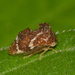 Keeled Treehopper - Photo (c) Royal Tyler, some rights reserved (CC BY-NC-SA), uploaded by Royal Tyler