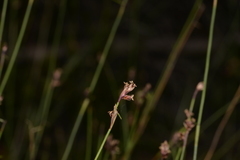 Sporadanthus interruptus