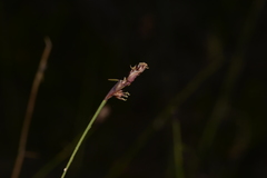 Sporadanthus interruptus