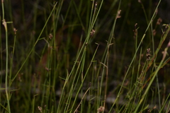 Sporadanthus interruptus