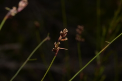 Sporadanthus interruptus